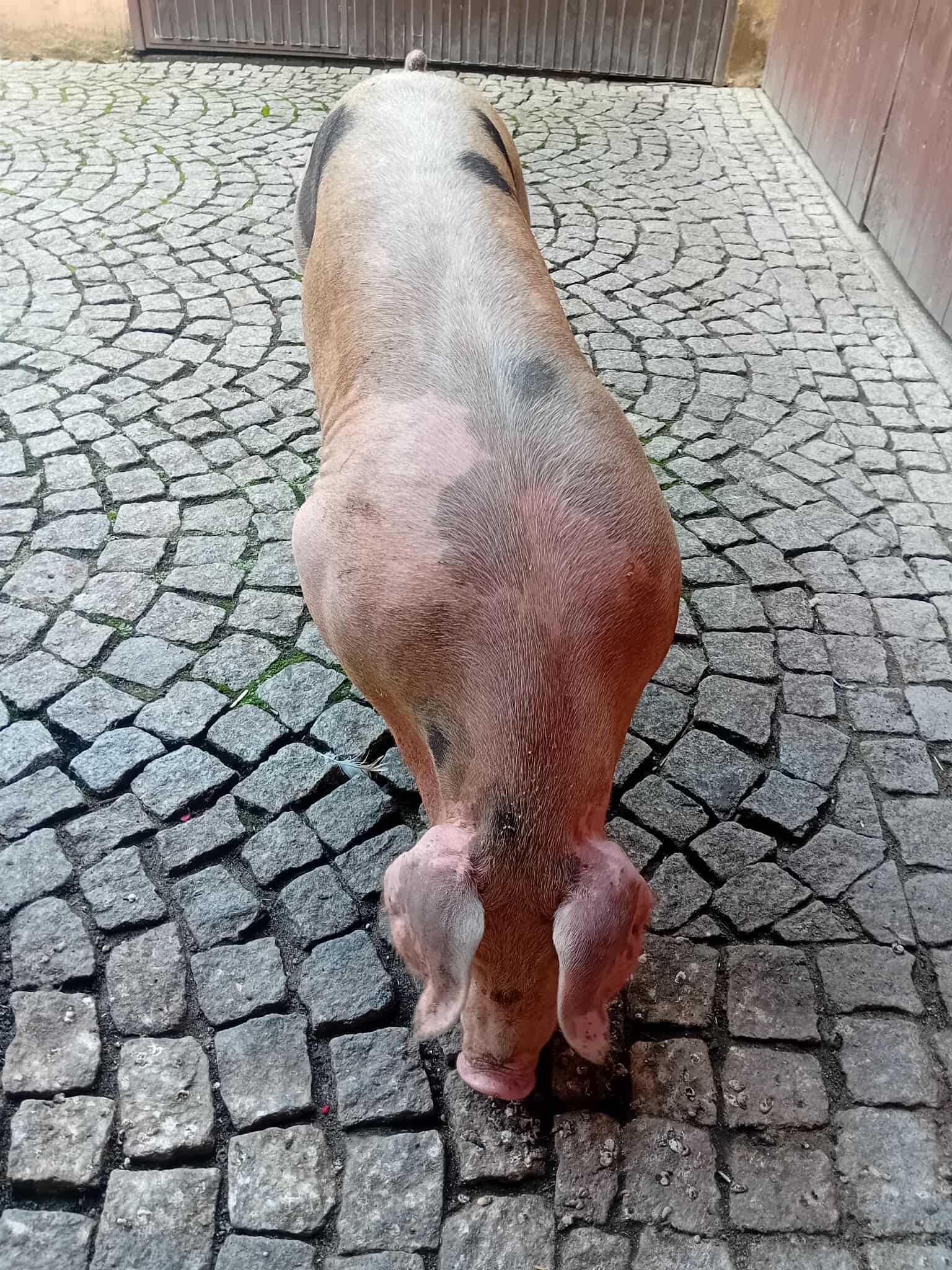 Sprzedam knurka knura