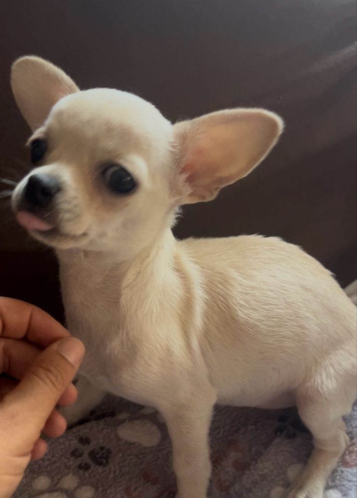 Menina chihuahua