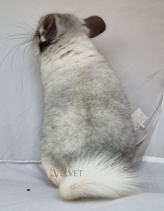 Szynszyla szynszyl samica biała perła biało czarna