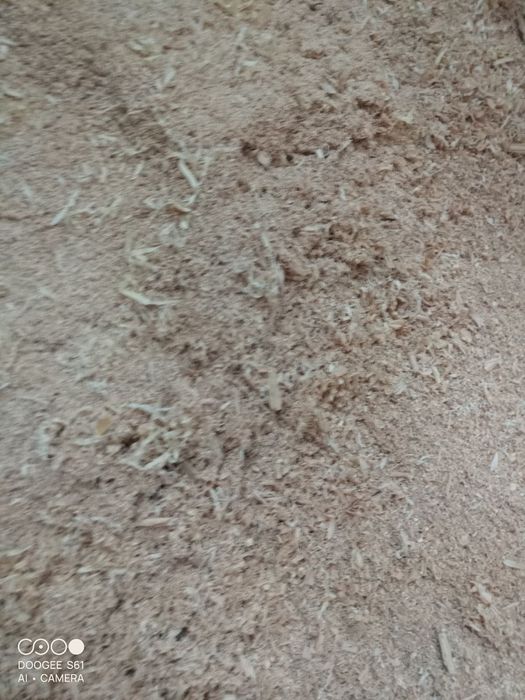 Sprzedam wióry sosnowe dębowe jesionowe