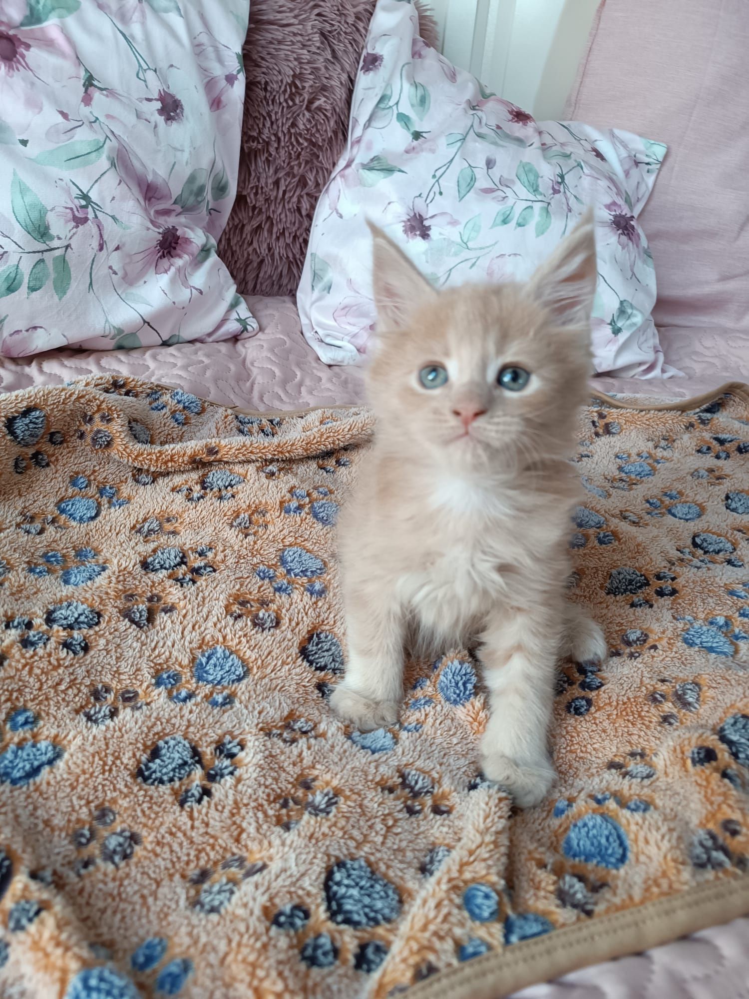 Maine coon FPL.Kotek,,kot rasowy