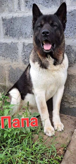 Щенки Американская акита, недорого!