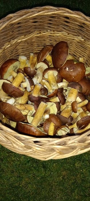 Podgrzybki świeże