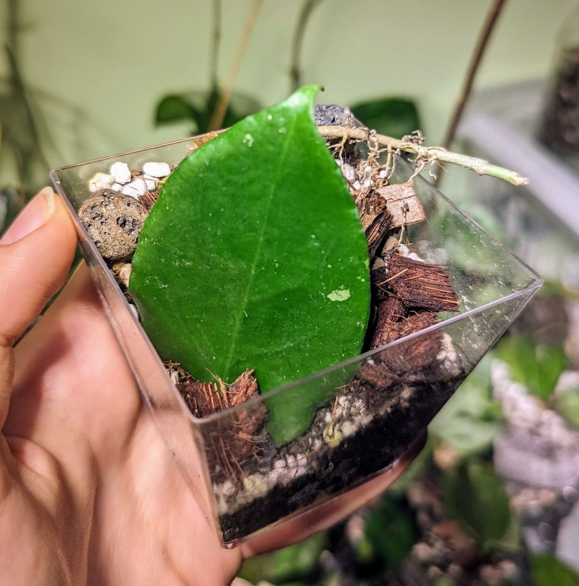 Hoya sp. Lombok 3w1l ukorzeniona rosnąca