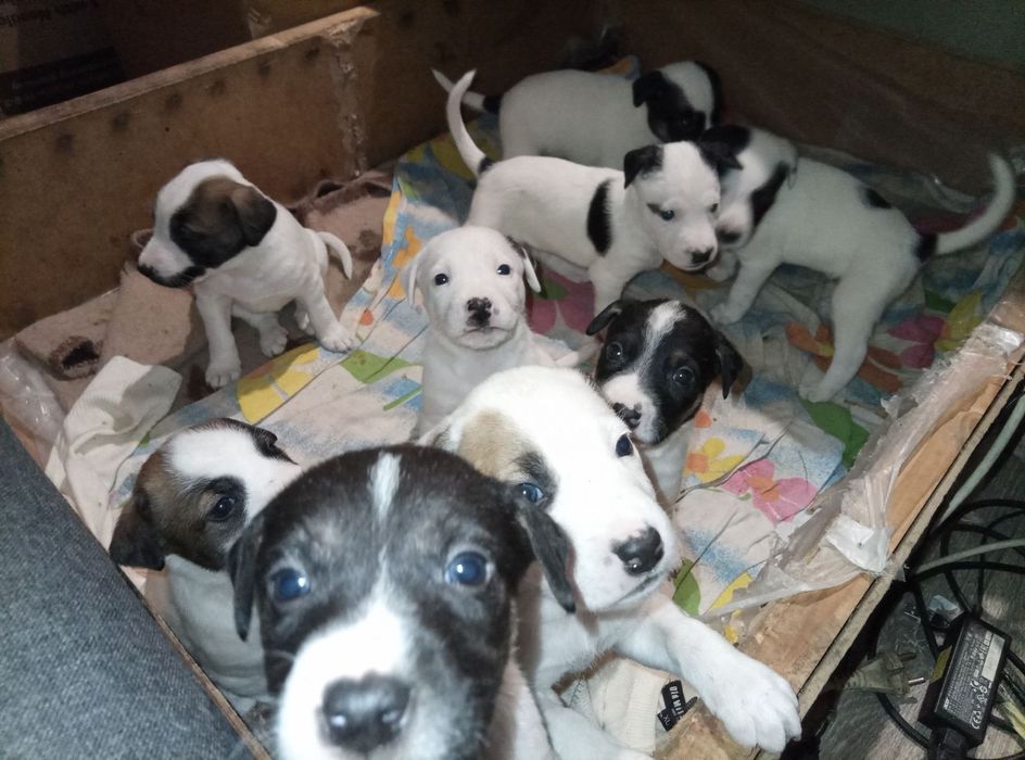 Отдам щенков помесь