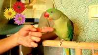 Папуга монах-каліта (квакер) пташенята , ожерелові пташенята