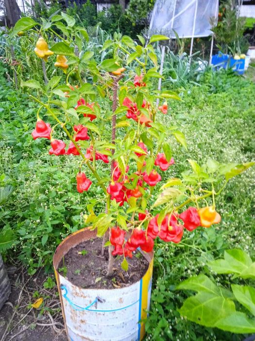 Planta de Pimenta “Chapéu-de-Bispo” – já com frutos