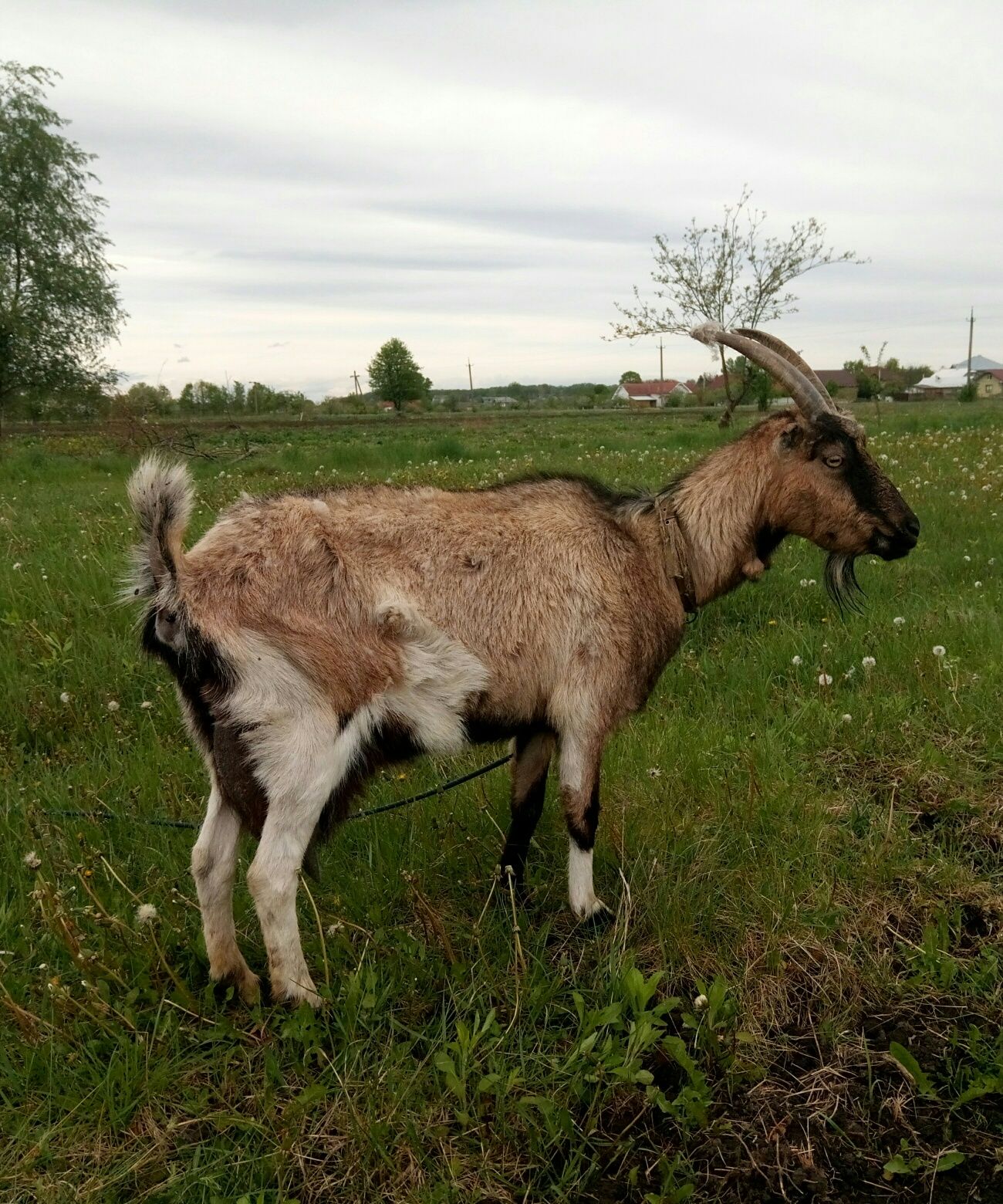 Коза молочна на продаж