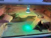Terrarium dla agama używane