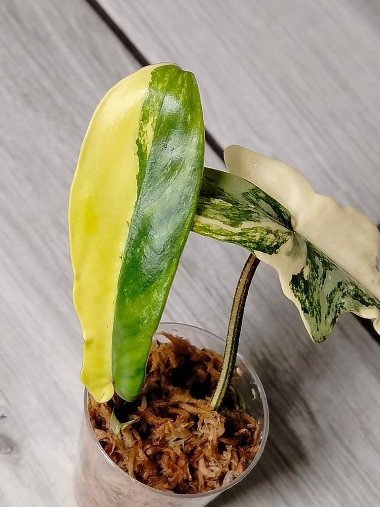 Philodendron Florida Beauty Variegata