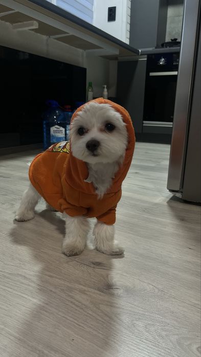 Вигул собак Холодна Гора