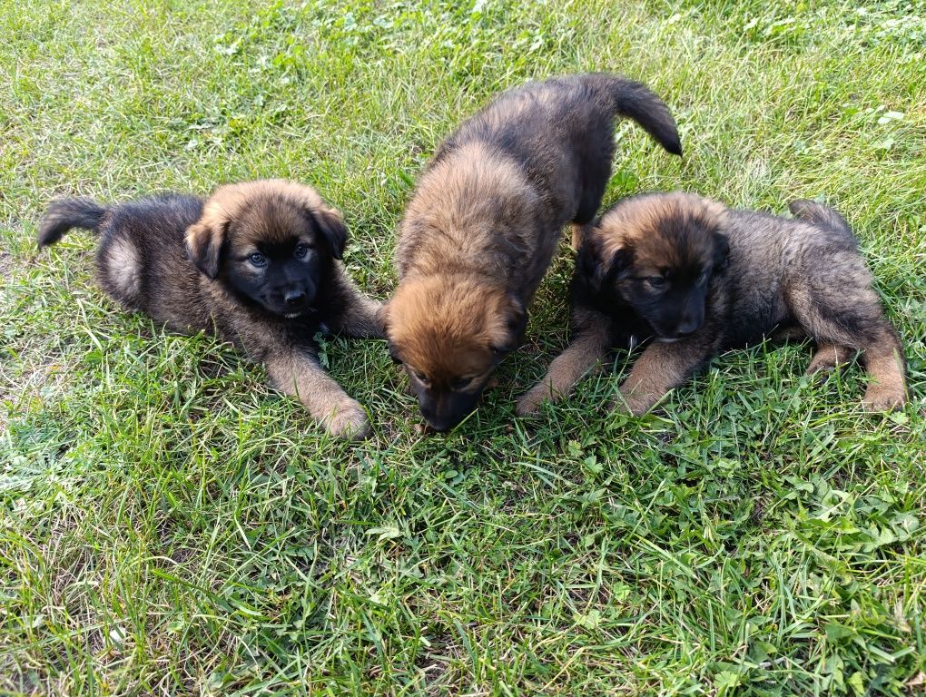 Oddam szczeniaki za darmo/pieski/suczki
