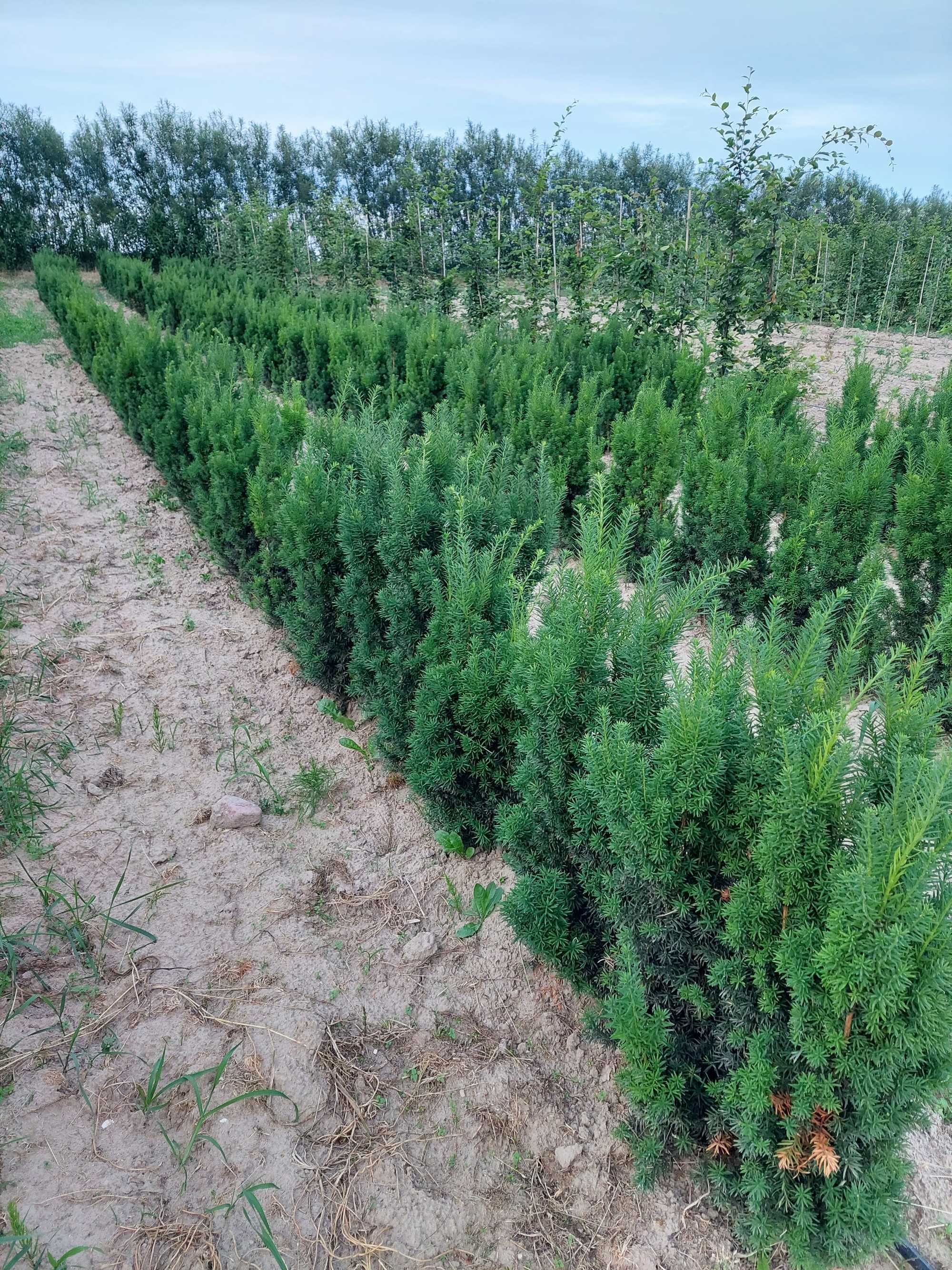 Cis 'Hicksii' na żywopłot