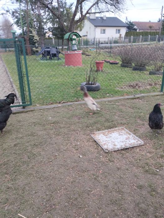 Kaczki biegus indyjski sprzedam.