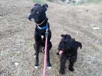 Pet-Sitting Alhandra Vila Franca de Xira acolhimento familiar