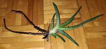 041. Gasteria sukulent, sukulenty, kaktus