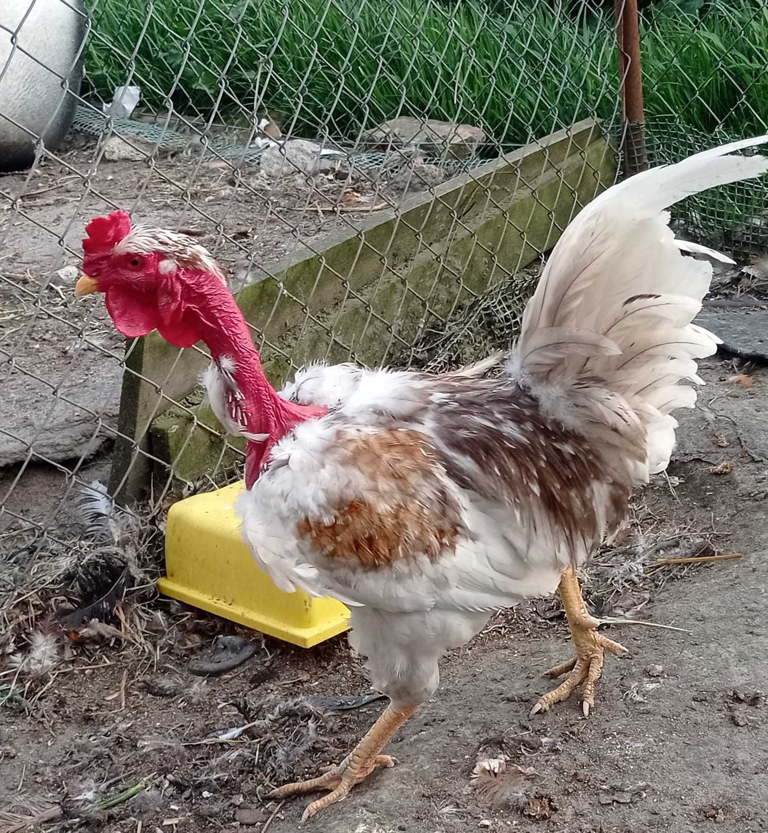 Jaja legowe goloszyjki, lokowane czubate, mix