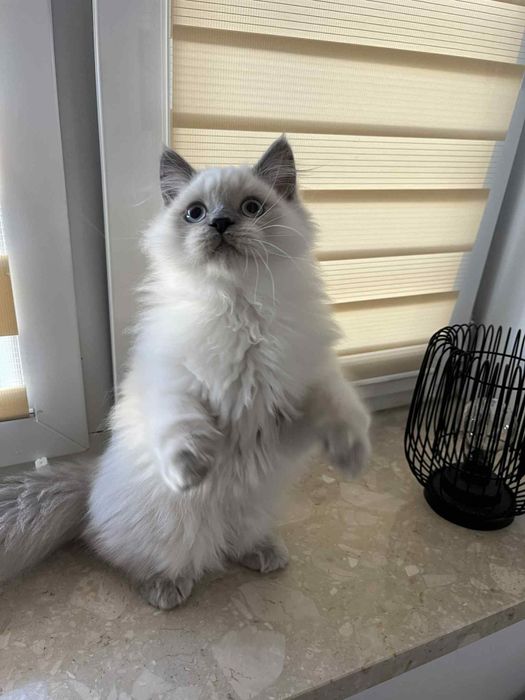 Kotki brytyjskie koty kociaki kocięta brytyjskie brytyjczyki