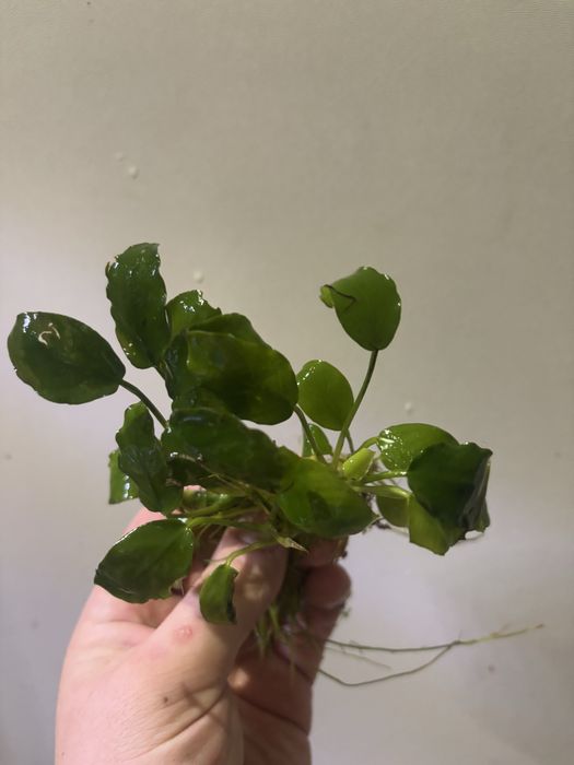 Anubiasy spore ilosci