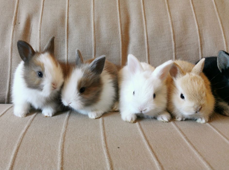 Mini Coelhos anões + gaiola nova + alimentação adequada