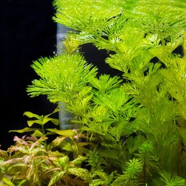 Cabomba Aquatuca - roślina akwariowa - koszyk
