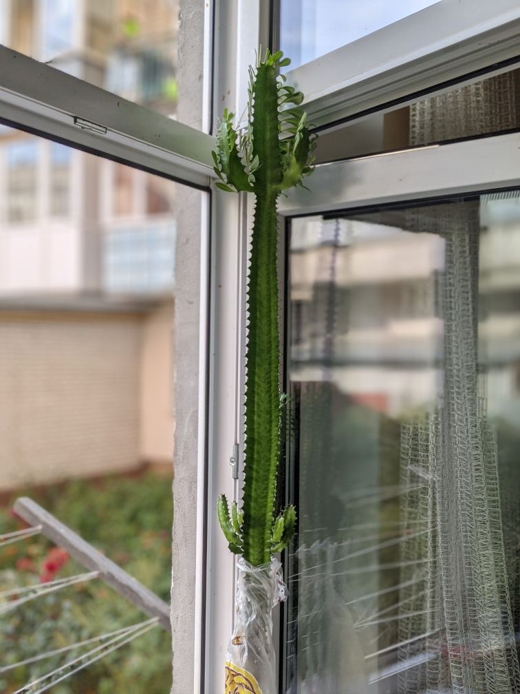 Euphorbia trigona, молочай тригранний, еуфорбія, трикутний