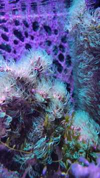 Briareum fluo morskie koralowiec