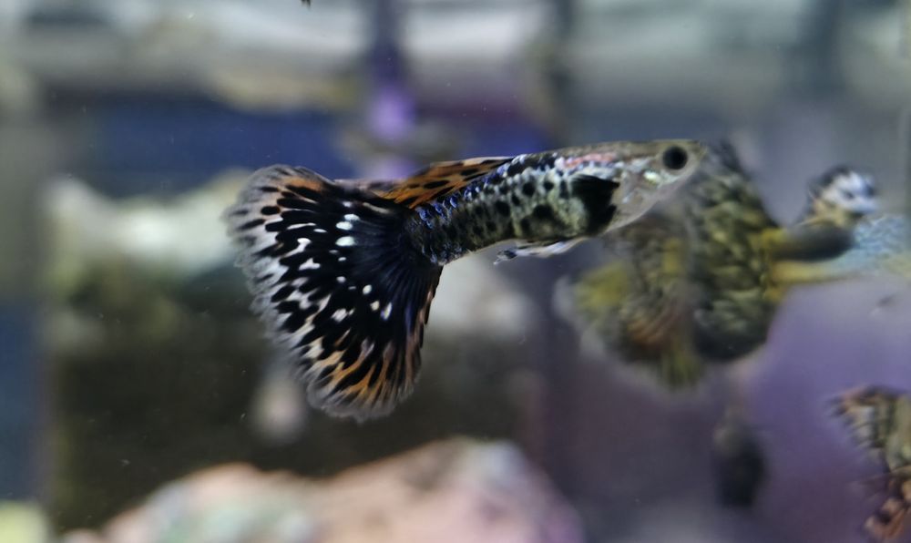 Gupiki Pawie oczka  - rybka akwariowa