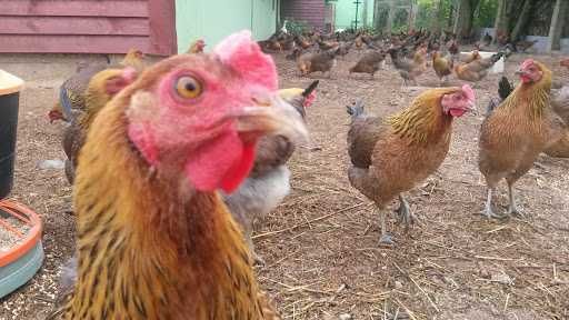 Eko jajka od szczęśliwych kur