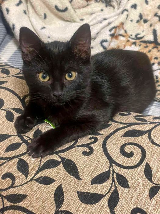 Маленький черный котенок мальчик ищет дом! Котята в хорошие руки!
