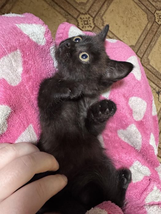 Котенок мальчик британец метис