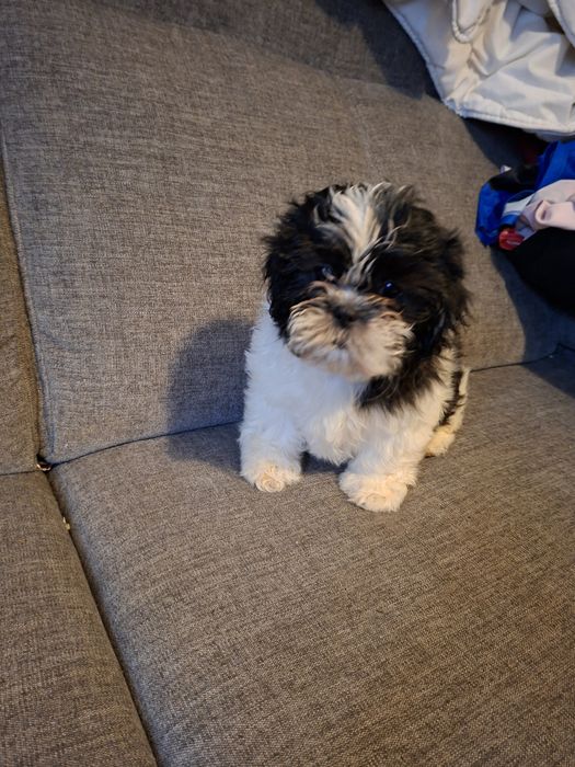 Pieski shih-tzu.