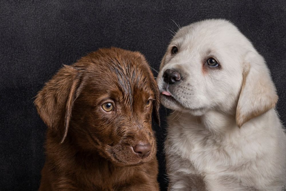 Дівчинка цуценя шоколадного лабрадора з документами! Щеплена