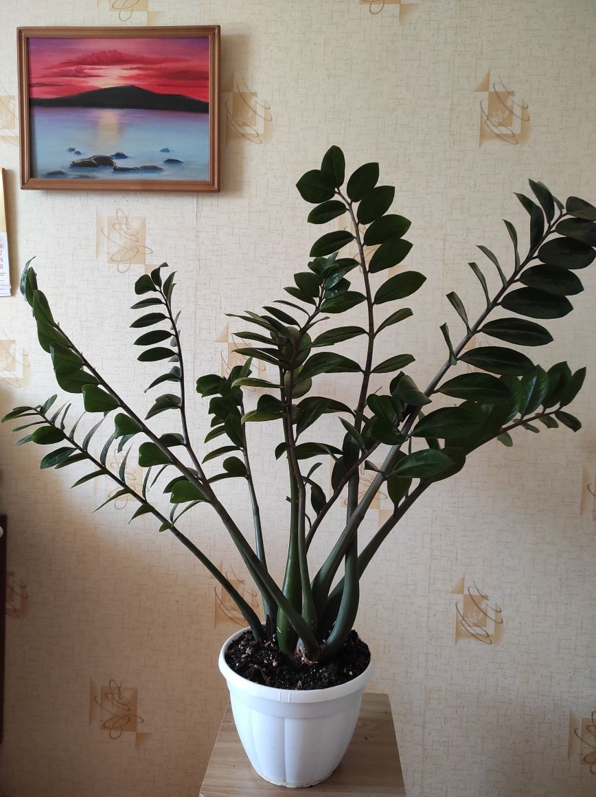 Шикарний кущ заміокулькаса