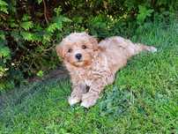 Maltipoo Maltańczyk & Pudel Toy Piesek