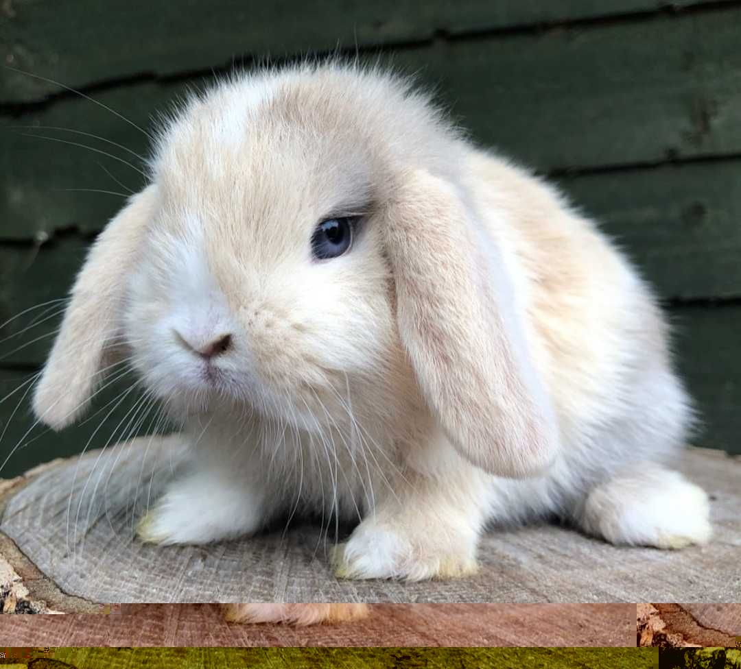 KIT Coelhos anões orelhudos, mini lop super inteligentes e dóceis