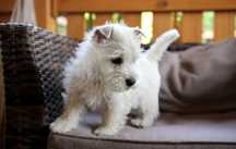 Pies West Highland White Terrier FCI/ ZKwP