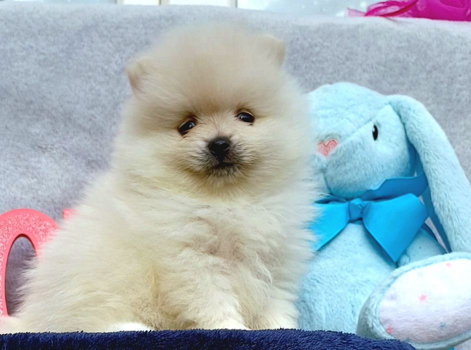 Шпиц померанский КСУ