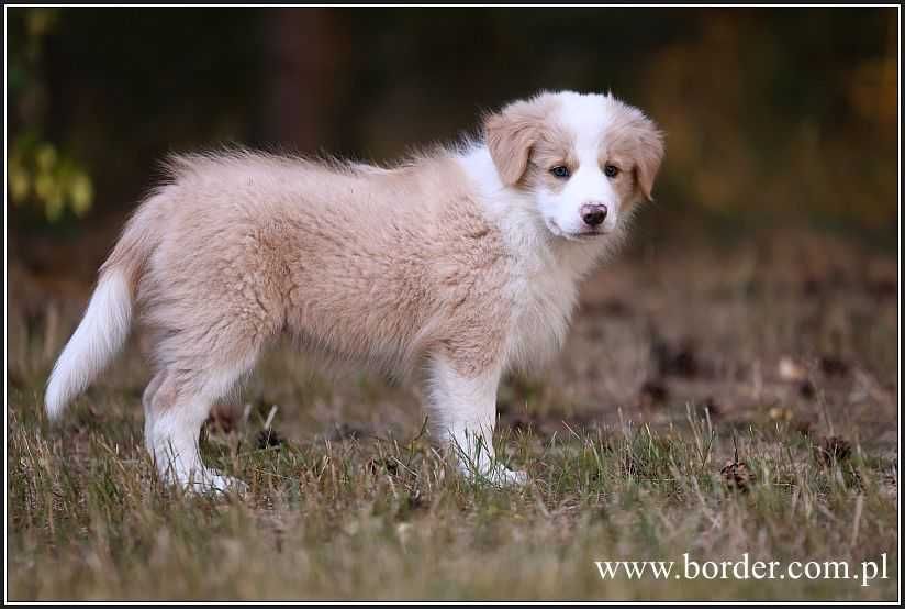 Psy szczeniaki Border Collie ZKwP FCI