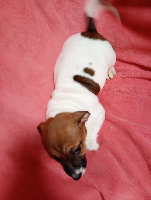 Suczka Jack Russell Terrier szuka domku bicolor