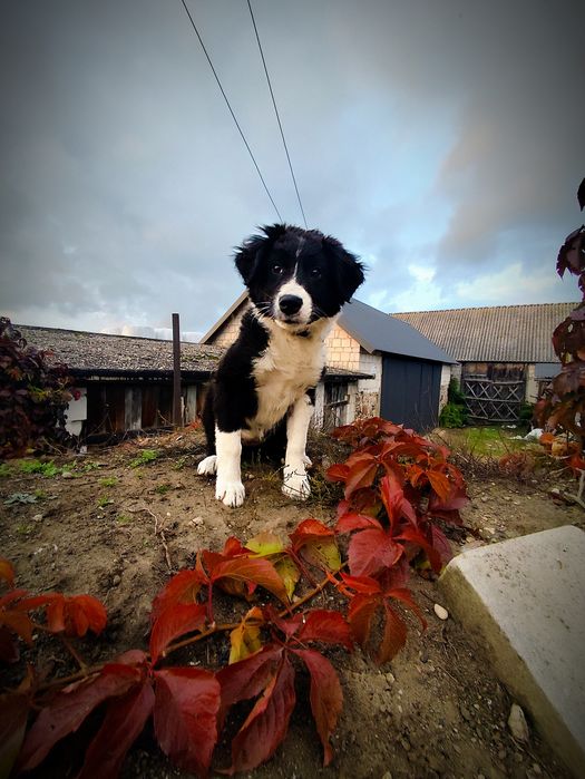 Suczka bordercollie