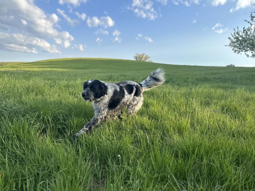 Rumba suczka, miks golden retriver z nowofunland, oddam