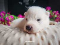 Samoyed ZKwP/FCI - Samiec