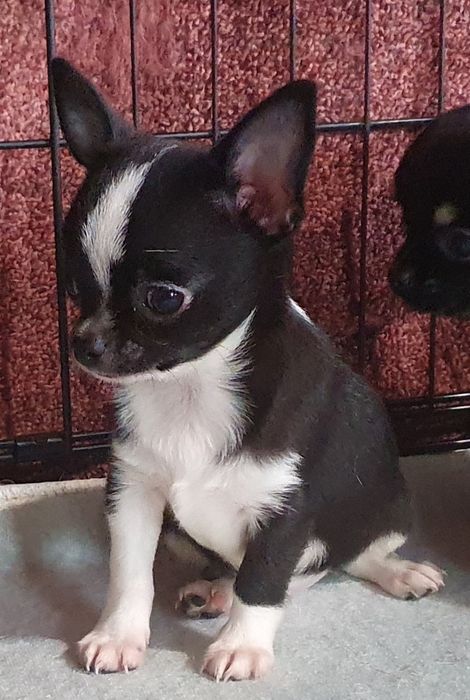 Расписной мальчишка чихуахуа