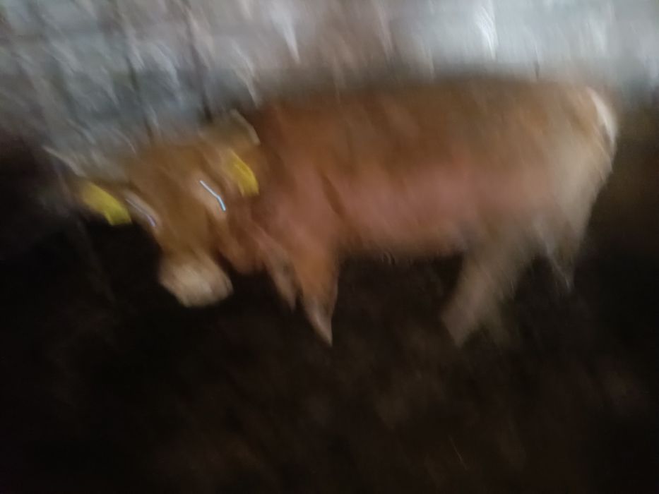 Jałoszka limousine lm