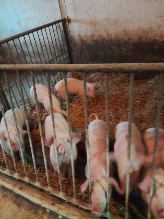 Sprzedam prosięta