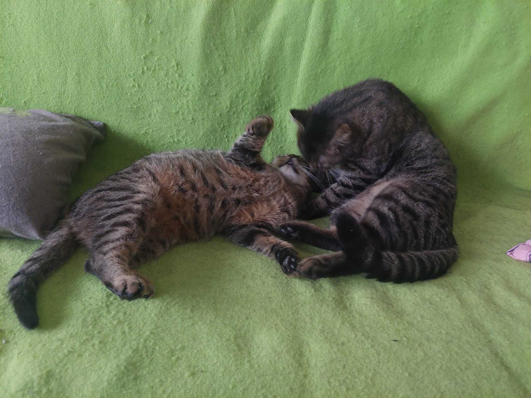 Michałek i Brzusia wspaniały ok 2 let.duet do pilnej adopcji Wioletta