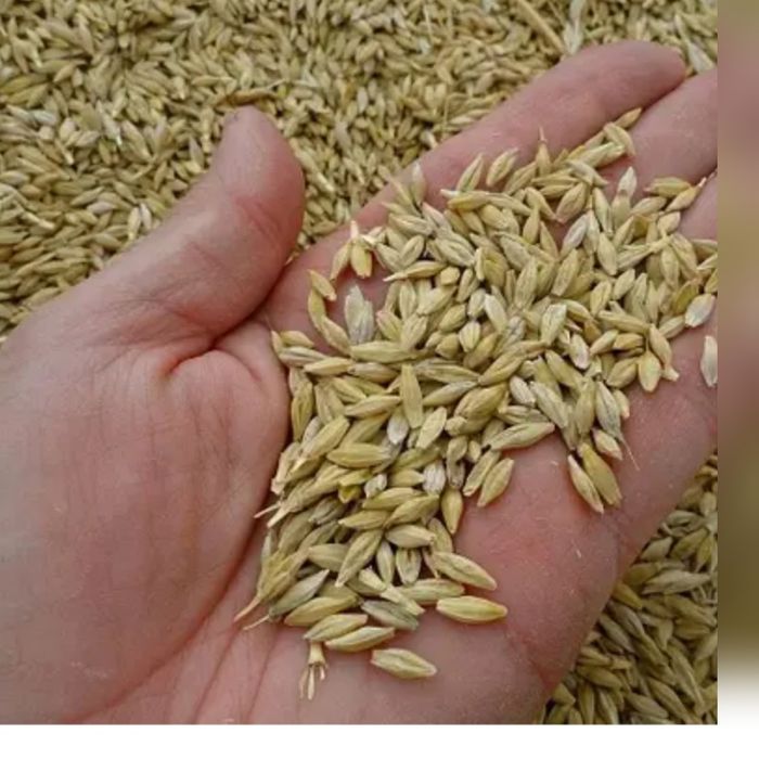 Продам зерно с доставкой по городу и району