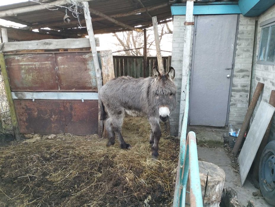 Продам віслючка хлопчик