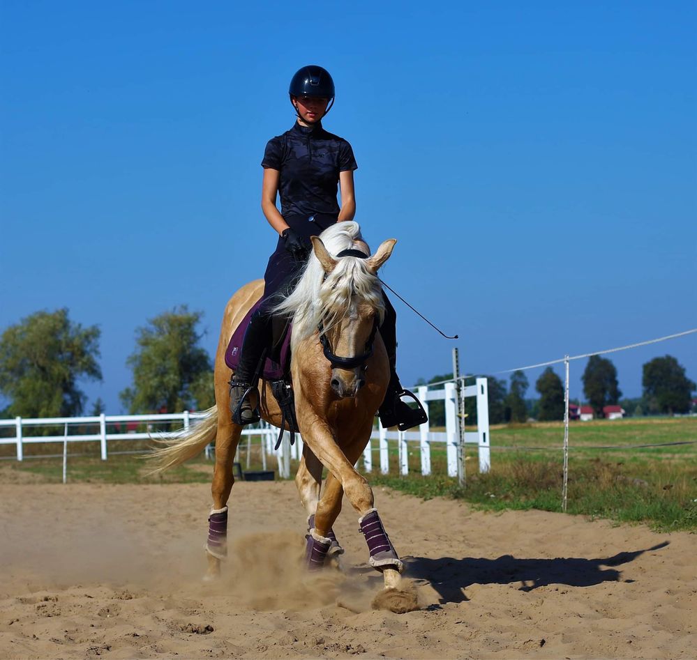 Cudowny ogier Hispano-arabe! Andaluz. 168 cm. Koń Andaluzyjski.